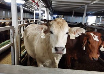 Jaga Stok daging, Pemerintah Impor 2000 Sapi